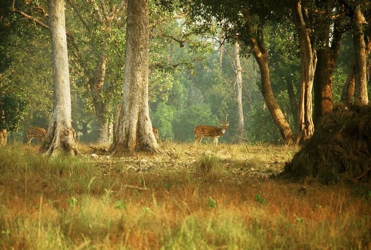 1. Kanha National Park